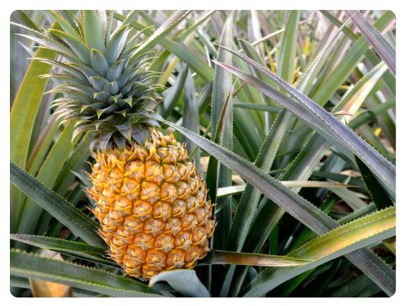  Tripura State tree, Pine apple, Ananas comosus 